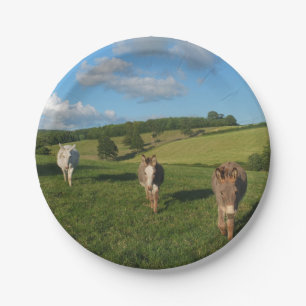 Three Donkeys in a Field Paper Plate