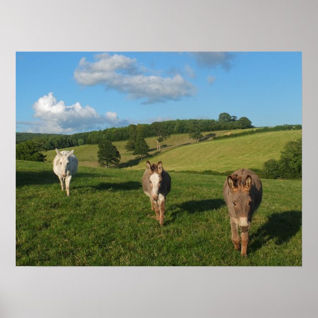 Three Donkeys in a Field Photograph Poster (Front)
