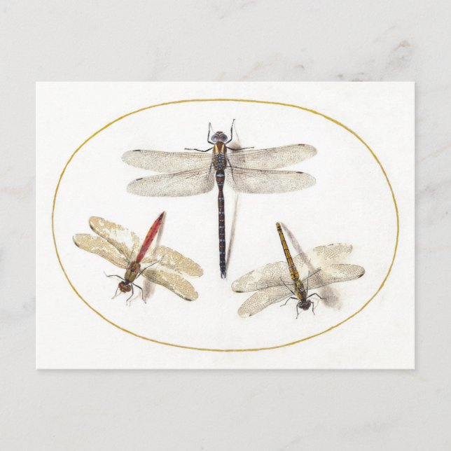 Three Dragonflies Vintage Illustration Postcard (Front)