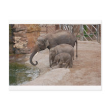 Three Elephants