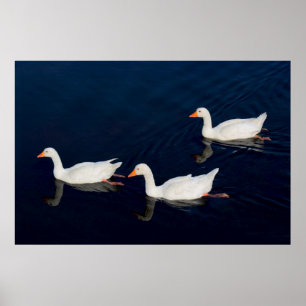 Three Emden Geese Poster