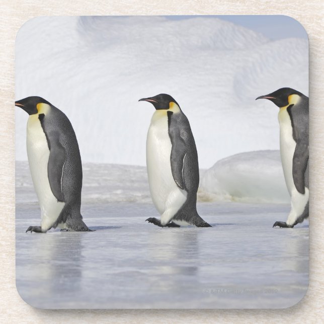 Three Emperor Penguins, Snow Hill Island Coaster (Front)
