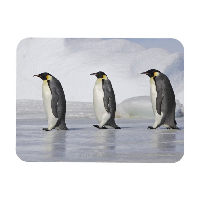 Three Emperor Penguins, Snow Hill Island Magnet (Horizontal)