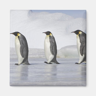 Three Emperor Penguins, Snow Hill Island Magnet