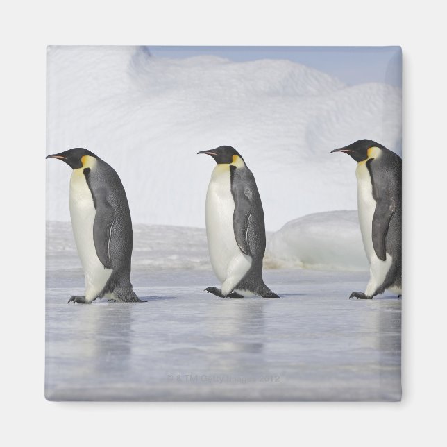 Three Emperor Penguins, Snow Hill Island Magnet (Front)