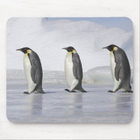 Three Emperor Penguins, Snow Hill Island