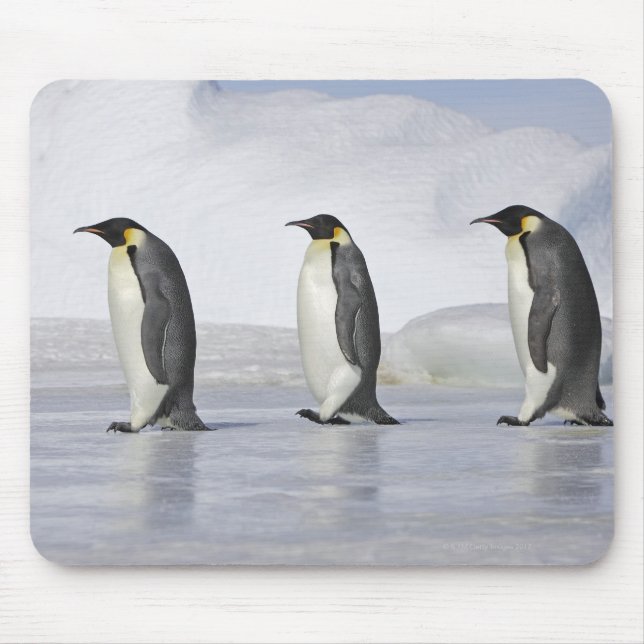 Three Emperor Penguins, Snow Hill Island Mouse Pad (Front)