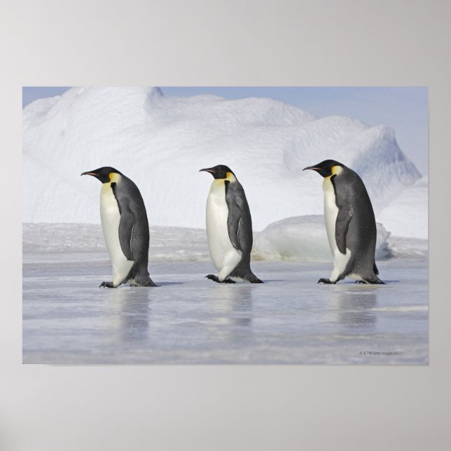 Three Emperor Penguins, Snow Hill Island Poster (Front)