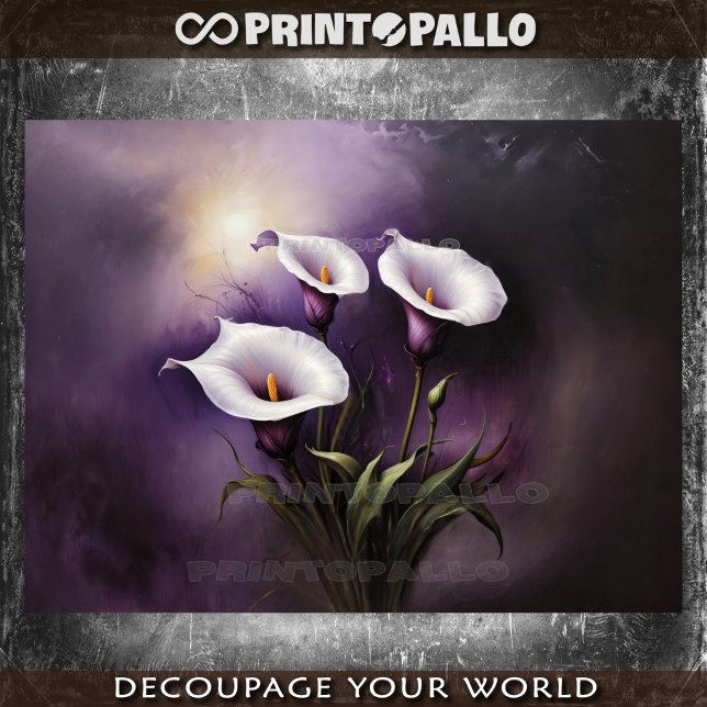 Three enigmatic calla lilies flowers on purple tissue paper (Creator Uploaded)