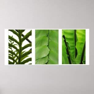 Three Ferns Poster