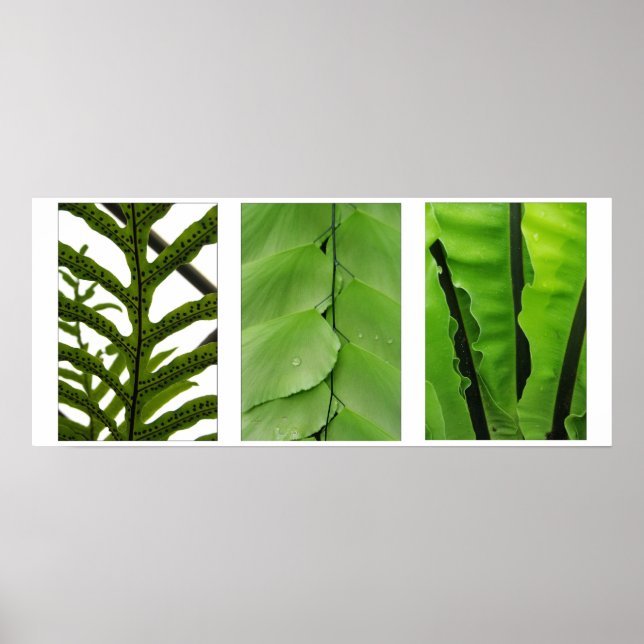 Three Ferns Poster (Front)