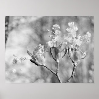 Three flowers at tree poster