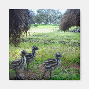 Three Fuzzy Baby Emu Chicks, Fridge Magnet