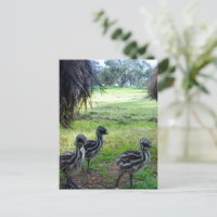 Three Fuzzy Baby Emu Chicks, Postcard