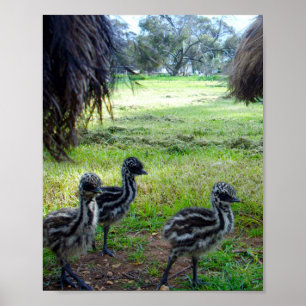 Three Fuzzy Baby Emu Chicks, Poster