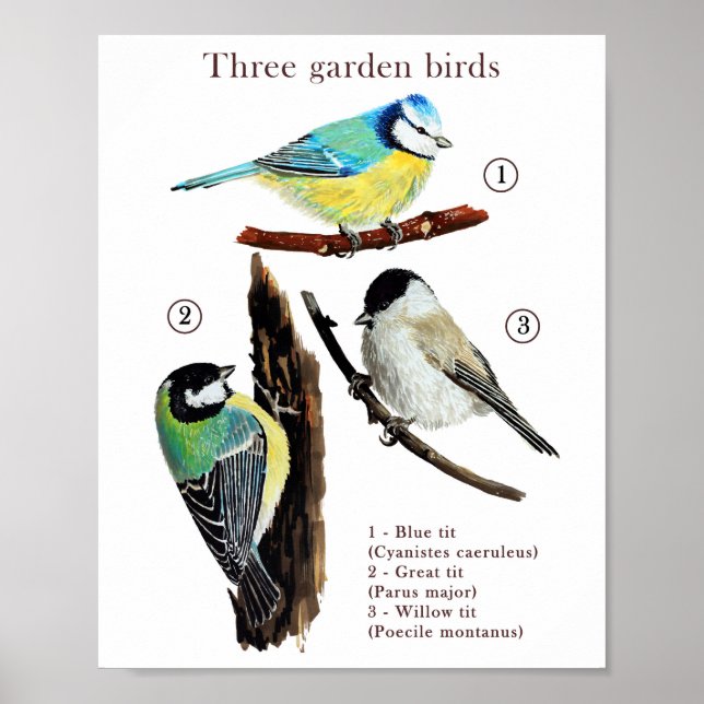 Three garden birds poster (Front)