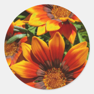 Three Gazanias round sticker,envelope sealer Classic Round Sticker
