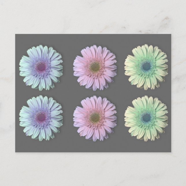 Three Gerbera Daisy Postcard (Front)