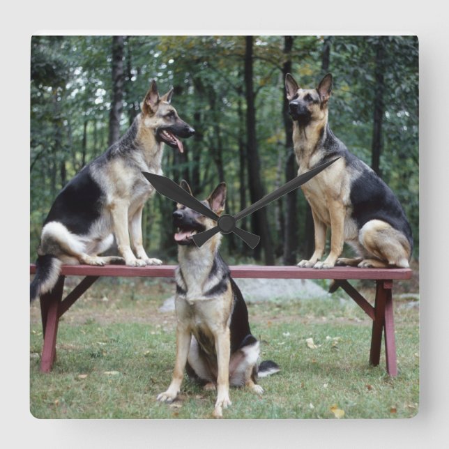 Three German Shepherds posing wall clock (Front)