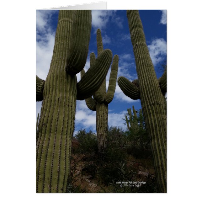 Three Giant Saguaro cacti with blue sky and clouds (Front)