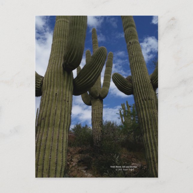 Three Giant Saguaro cacti with blue sky and clouds Postcard (Front)