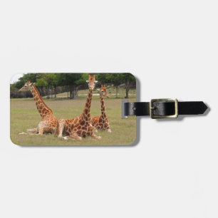 Three Giraffe at Fossil Rim Luggage Tag