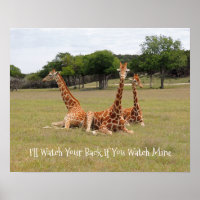 Three Giraffe at Fossil Rim