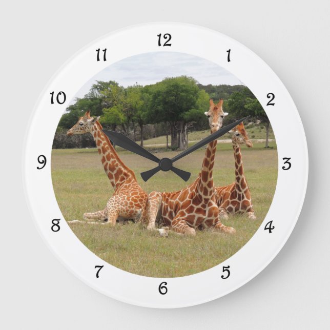 Three Giraffe at Fossil Rim Wall Clack Large Clock (Front)
