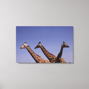 Three giraffes canvas print