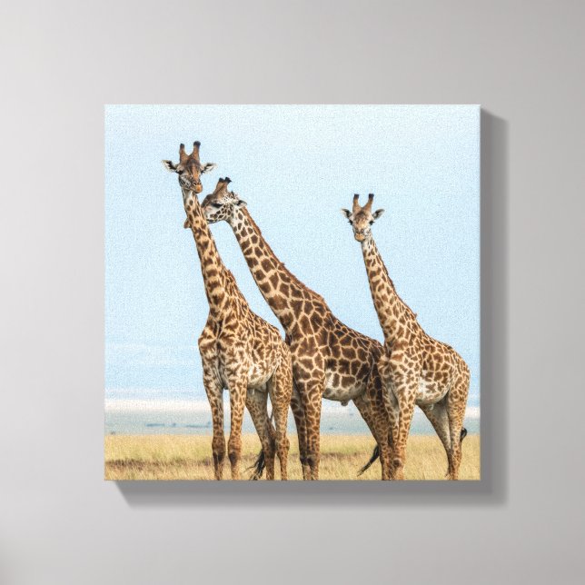 Three Giraffes Posing Canvas Print (Front)