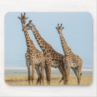 Three Giraffes Posing