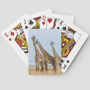 Three Giraffes Posing Playing Cards