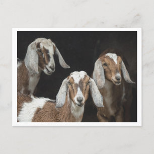Three Goats Photo Postcard