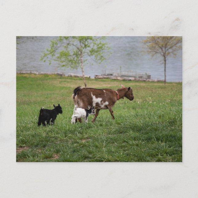 Three Goats Postcard (Front)