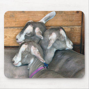 Three Goats Snuggling in Barn Pen Mouse Pad