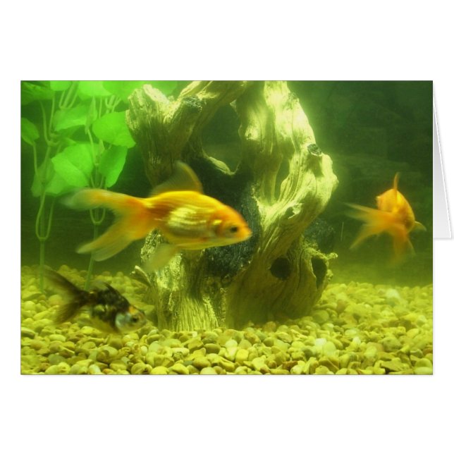 Three Goldfish (Front Horizontal)