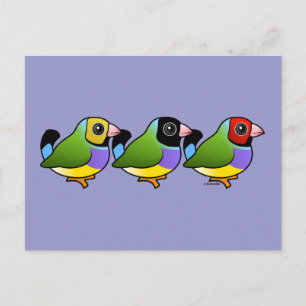 Three Gouldian Finches Postcard