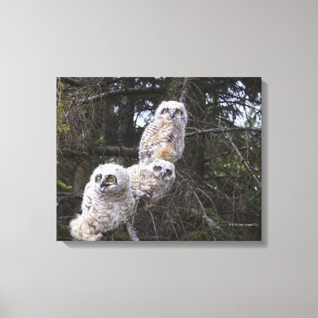 Three Great Horned Owl (Bubo Virginianus) Chicks Canvas Print (Front)