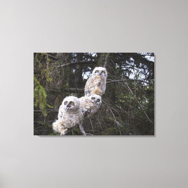 Three Great Horned Owl (Bubo Virginianus) Chicks Canvas Print (Front)