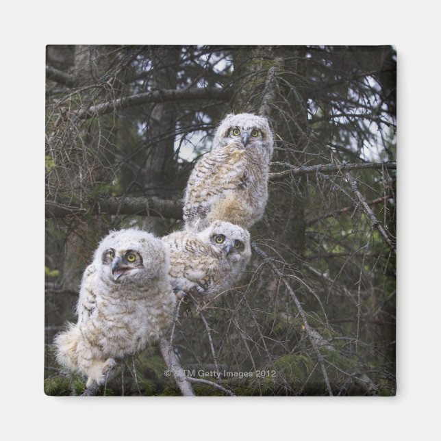 Three Great Horned Owl (Bubo Virginianus) Chicks Magnet (Front)