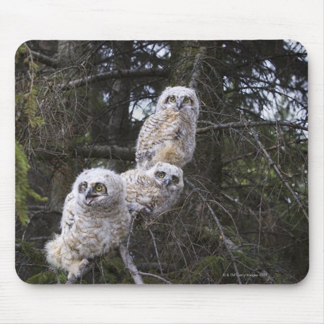Three Great Horned Owl (Bubo Virginianus) Chicks Mouse Pad (Front)