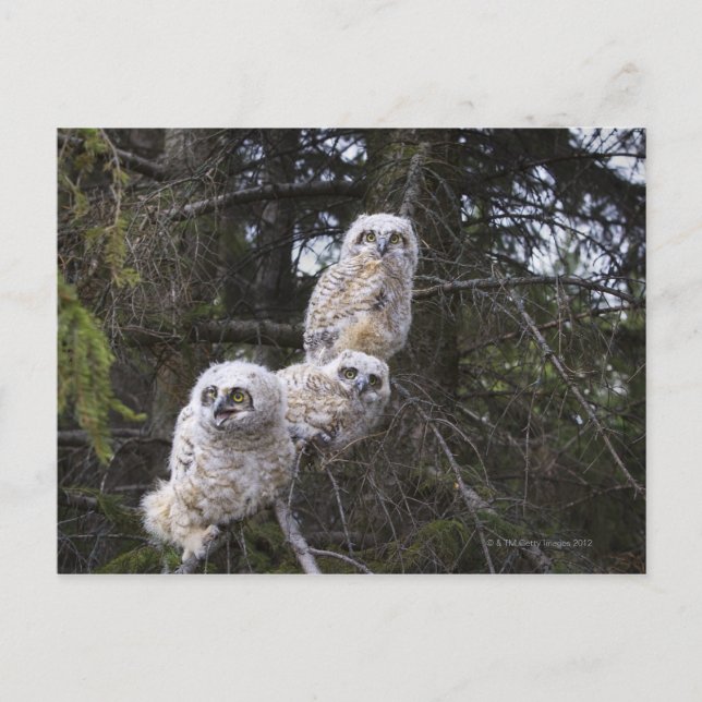 Three Great Horned Owl (Bubo Virginianus) Chicks Postcard (Front)