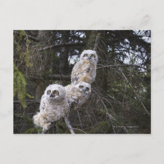 Three Great Horned Owl (Bubo Virginianus) Chicks Postcard