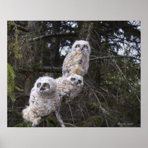 Three Great Horned Owl (Bubo Virginianus) Chicks Poster