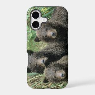 Three Grizzly Bear Cubs or Coys