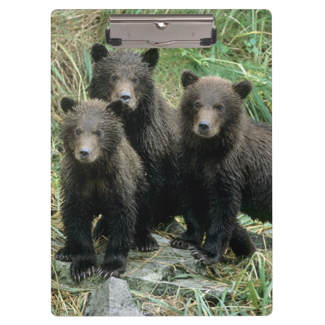 Three Grizzly Bear Cubs or Coys Clipboard (Front)