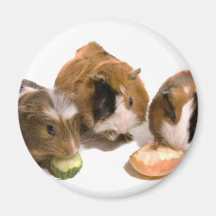three guinea pigs who eat, magnet
