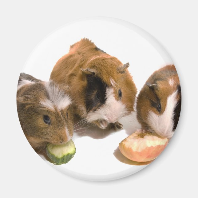 three guinea pigs who eat, magnet (Front)