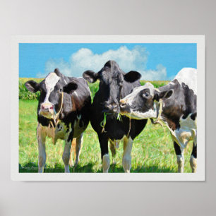 Three Holstein Cows Poster