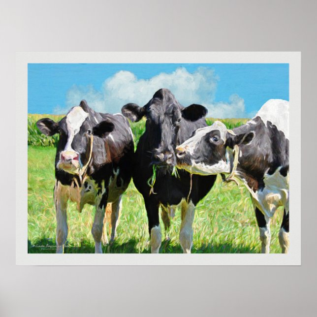 Three Holstein Cows Poster (Front)